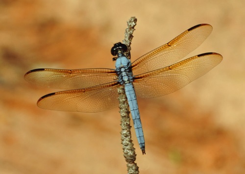 Male
2009_07_12_FL